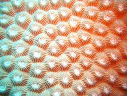 This closeup of a coralhead was taken at Annie's Baumey i... by Patty Sanderson 